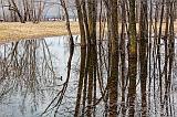 Swamped Trees_15253